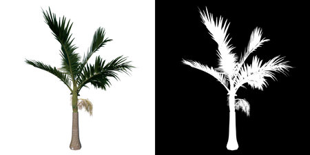 Front view tree (Young Alexander palm Tree Palm 3) white background alpha png 3D Rendering 3D Illustrationの写真素材