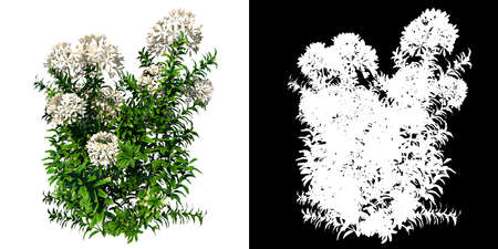 Front view of Plant (Ixora coccinea jungle geranium 1) Tree png with alpha channel to cutout made with 3D renderの写真素材