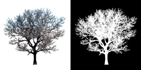 Front view of Tree (Snowy Tree Winter 3) Plant png with alpha channel to cutout made with 3D renderの写真素材