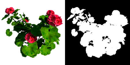 Front view of Plant (Geranium 1) Tree png with alpha channel to cutout made with 3D renderの写真素材
