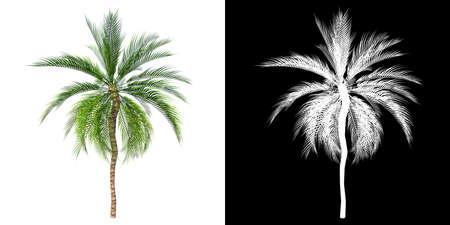 Front view of Plant (Curly Palm 1) Tree png with alpha channel to cutout made with 3D renderの写真素材