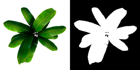 Top view of Plant (banana tree palm 1) Tree png with alpha channel to cutout made with 3D render