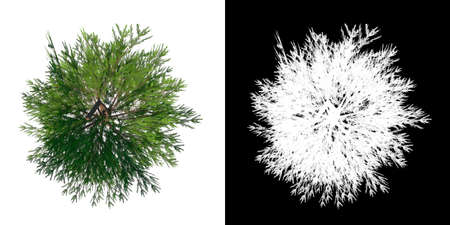 Top view of Plant (Pinus Pine 5) Tree png with alpha channel to cutout made with 3D renderの写真素材