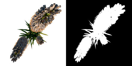 Top view Plant Flower (Himalayan foxtail lily Eremurus himalaicus 1) Tree png white background alpha 3D Rendering 3D Illustrationの写真素材