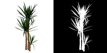 Front view of Plant (Yucca elephantipes Spineless yucca 3) Tree png with alpha channel to cutout made with 3D renderの写真素材