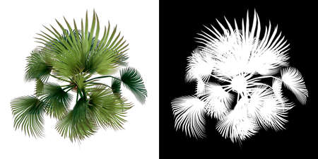 Front view of Plant (Trachycarpus fortunei Chusan Palm 2) Tree png with alpha channel to cutout made with 3D renderの写真素材