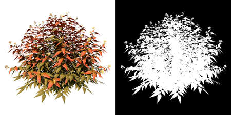 Front view of Plant Flower (Diervilla Kodiak Orange Diervilla 1) Tree png with alpha channel to cutout made with 3D renderの写真素材