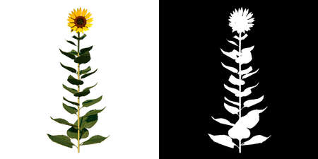 Front view of Plant (Sunflower 1) Tree png with alpha channel to cutout made with 3D renderの写真素材