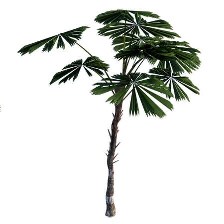 Front view of plant (Licuala Ramasyi Palm Tree) white background 3D Rendering 3D illustrationの写真素材