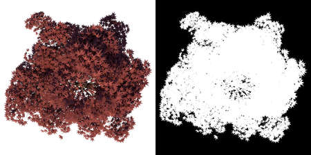 Top view of Plant (Mature Japanese Maple 1) Tree png with alpha channel to cutout made with 3D renderの写真素材