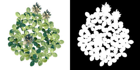 Top view of Plant (Running buffalo clover Trifolium stoloniferum 3) Tree png with alpha channel to cutout made with 3D renderの写真素材