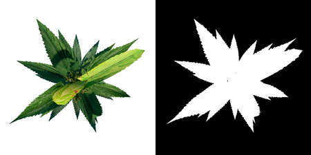 Top view of Plant (Silybum marianum cardus marianus 4) Tree png with alpha channel to cutout made with 3D renderの写真素材