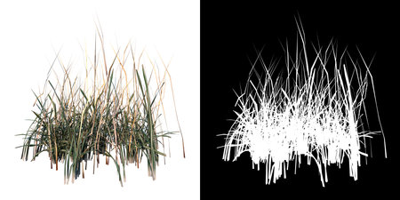 Front view of Plant (Dry Grass Long Lawn 1) Tree png with alpha channel to cutout made with 3D renderの写真素材