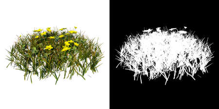 Front view of Plant (Yellow Flowers Lawn 2) Tree png with alpha channel to cutout made with 3D renderの写真素材