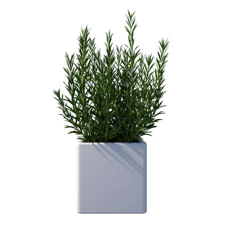 Front view of Plant (Potted Vase with Indoor Plant 4) Tree white background 3D Rendering 3D illustrationの写真素材