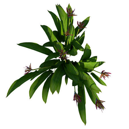 Front view of Plant (Parrot Heliconia psittacorum 1) Tree white background 3D Rendering 3D illustrationの写真素材