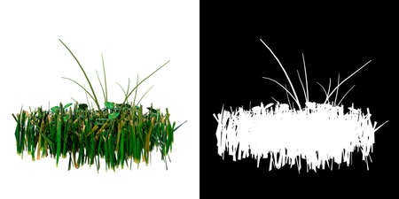 Front view of Plant (Grass 6.1) Tree png with alpha channel to cutout made with 3D renderの写真素材