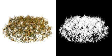 Front view of Plant (Dry Grass Lawn 4) Tree png with alpha channel to cutout made with 3D renderの写真素材