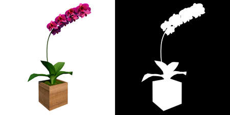 Front view of Plant (Potted Flower 1) Tree white background 3D Rendering 3D illustrationの写真素材