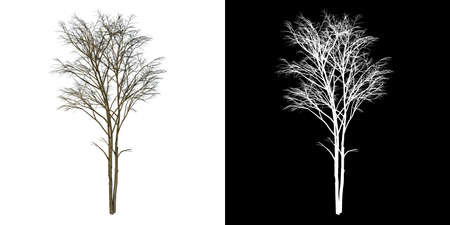 Front view of Plant (Dry Tree 1) Tree white background 3D Rendering 3D illustrationの写真素材