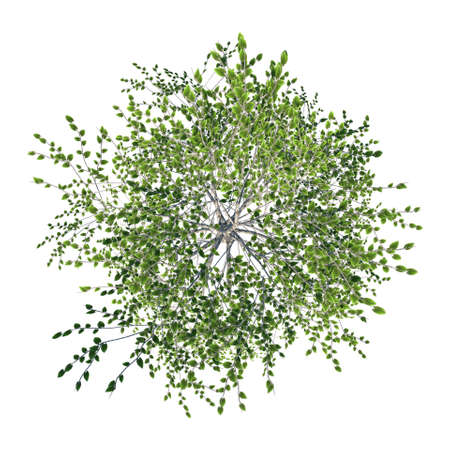 Top view of Tree ( Birch 1) Plant white background 3D Rendering 3D illustrationの写真素材