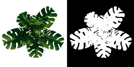 Top view of Plant ( Big monstera 1) Tree png with alpha channel to cutout made with 3D renderの写真素材