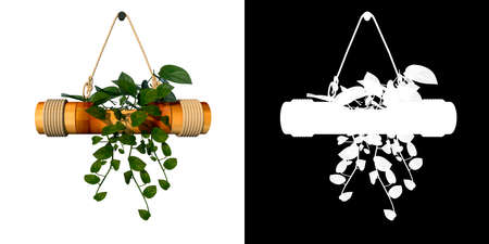 Front view of Plant ( Bamboo hanging plant 1) Tree png with alpha channel to cutout made with 3D renderの写真素材
