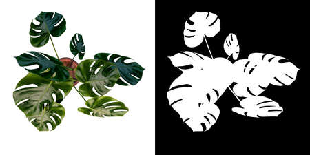 Top view of Plant ( Monstera deliciosa in pot 4) Tree png with alpha channel to cutout made with 3D renderの写真素材