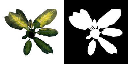 Top view of Plant ( Dieffenbachia in Pot 1) Tree png with alpha channel to cutout made with 3D renderの写真素材