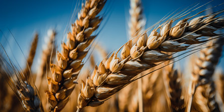a field of wheat at sunset, with the sun shining on the horizon. macro photography of wheat. Generative AIの素材