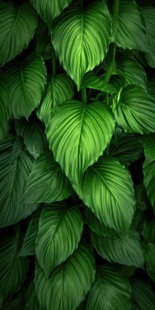 Background from green leaves. Palm leaves. Photo for postcard or poster. Generative AIの素材