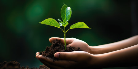 Seedlings for planting in hands. young plant. High quality photo. Generative AIの素材