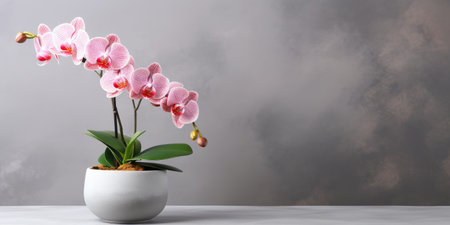 orchid in a flower pot on a light background, flowering branch, marble background. Generative AIの素材