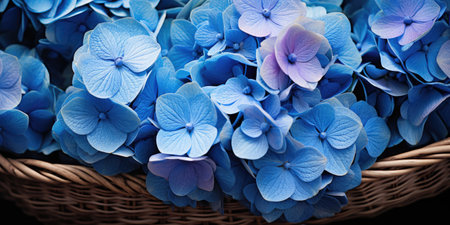 Blue hydrangeas in a basket close-up, magnificent flowers. Generative AIの素材
