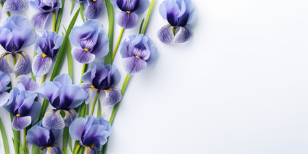 Blue iris flower on a white background. Place for text, festive spring background.の素材