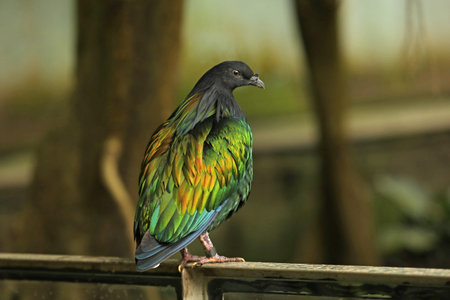 Nicobar Pigeon (Caloenas nicobarica) close-up in the garden.の写真素材
