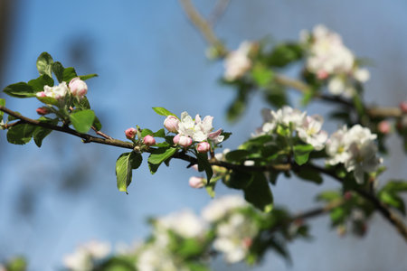 Blooming apple tree branch close-up against blue sky. High quality photoの写真素材
