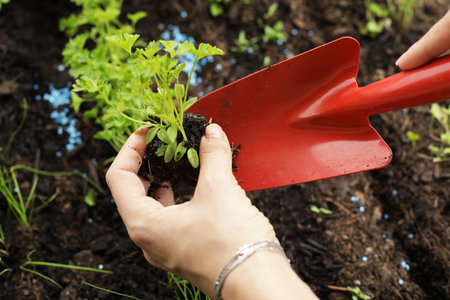 A girl plants parsley seedlings in a home garden bed, a red spatula for a vegetable garden close-up, young seedlings of herbs. High quality photoの写真素材