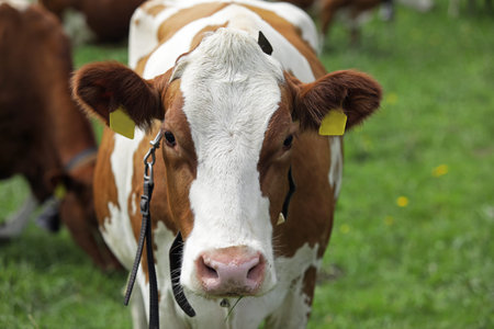 Red cow on a green lawn, happy cows in Switzerland. High quality photo