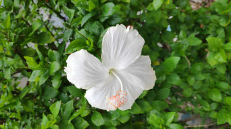 Bright white hibiscus flowers.の写真素材