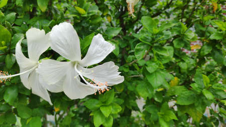 Bright white hibiscus flowers.の写真素材