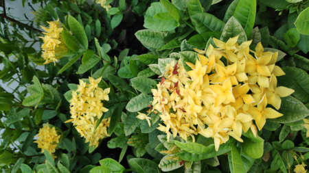 The bright yellow tone needle flower looks very beautiful.の写真素材