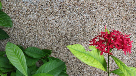 Picture of a bright red needle flower against a pebble background.の写真素材