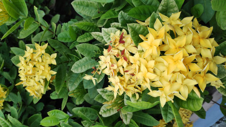 The bright yellow tone needle flower looks very beautiful.