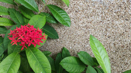 Picture of a bright red needle flower against a pebble background.の写真素材