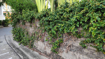 The roots of the vine, clinging to the wall, old cement wall.の写真素材
