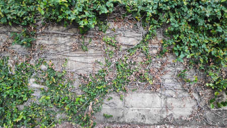 The roots of the vine, clinging to the wall, old cement wall.の写真素材