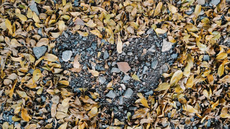 Heart shaped wallpaper with dry leaf frame.の写真素材