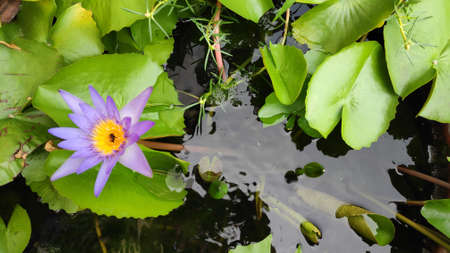 Poecilia reticulata, Guppy in a lotus basin with purple lotus flowers.の写真素材