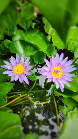 Light purple lotus blooming in a lotus basin.の写真素材